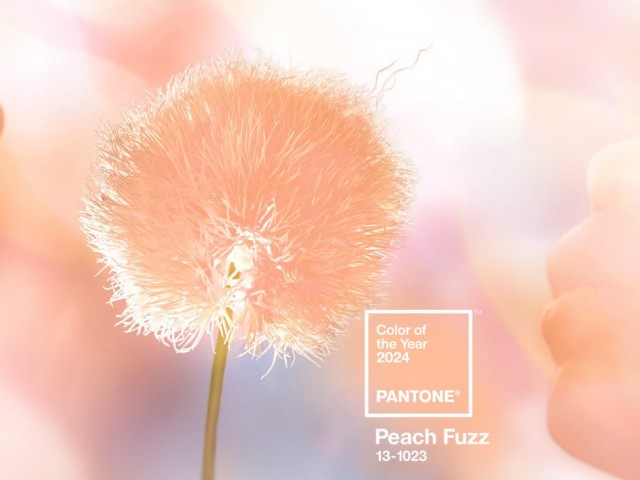 Az év (2024) színe: Peach Fuzz (barackpihe)